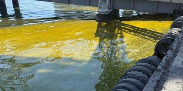 У Тузлівських лиманах площа забруднення олією зросла вдвічі