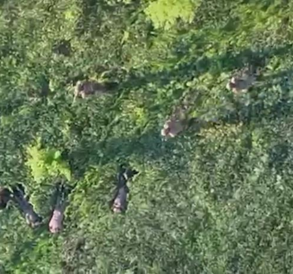 Прикордонники за допомогою БПЛА взяли у полон чотирьох військових РФ